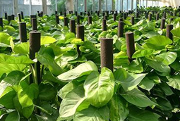 選擇綠色植物租賃有什么好處？